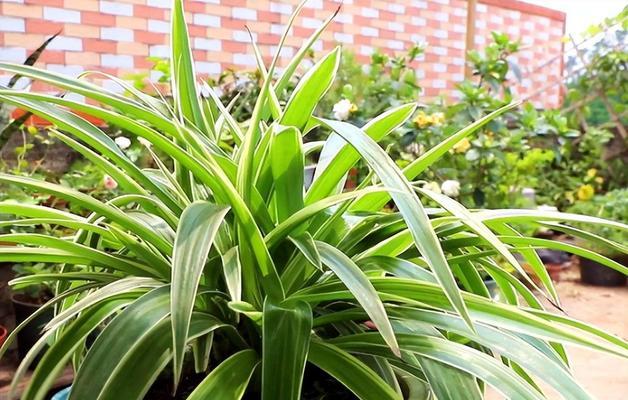 寓意老年人的植物及其象征意义（以植物为媒介传递老年人的智慧与尊严）