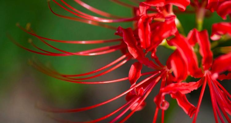 曼珠沙华的花语（曼珠沙华的花语）