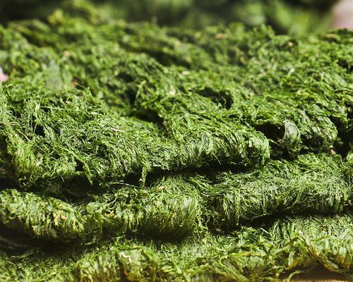 海苔属于什么植物类别？海苔的分类和特性是什么？