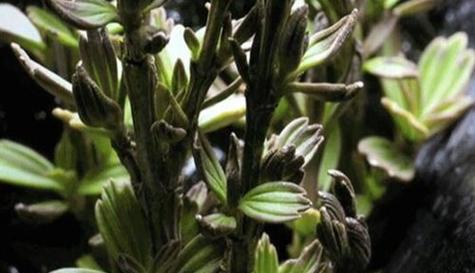 海苔属于什么植物类别？海苔的分类和特性是什么？