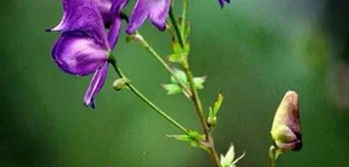 附子泡水喝安全吗？附子泡水喝的功效与注意事项是什么？