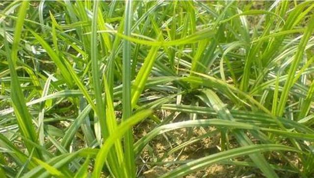 附子泡水喝安全吗？附子泡水喝的功效与注意事项是什么？