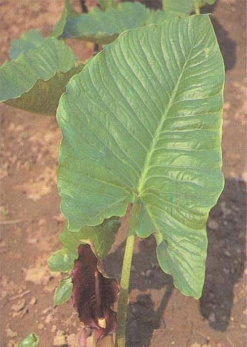 附子泡水喝安全吗？附子泡水喝的功效与注意事项是什么？