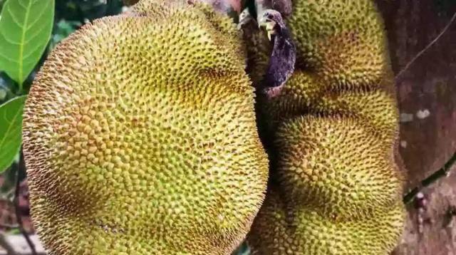 榴莲种子怎么吃法？有哪些健康吃法推荐？