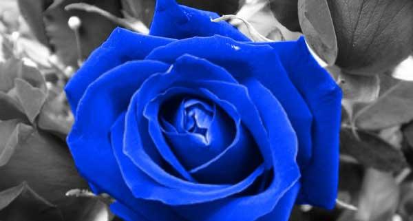 蓝色妖姬（探秘蓝色妖姬花的魅力与意义）