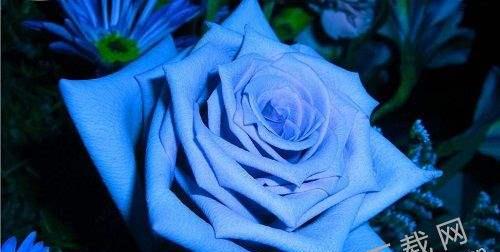 蓝色妖姬（探秘蓝色妖姬花的魅力与意义）