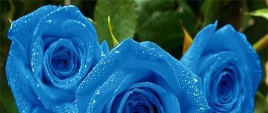 蓝色妖姬（探秘蓝色妖姬花的魅力与意义）