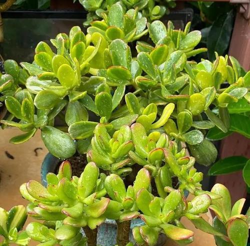 玉树怎么养才能开花多?掌握这些技巧轻松实现! 玉树怎么养才能开花多?掌握这些技巧轻松实现!