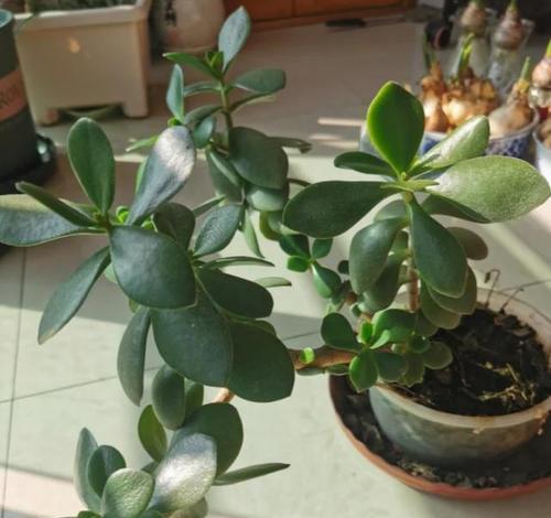 玉树怎么养才能开花多?掌握这些技巧轻松实现! 玉树怎么养才能开花多?掌握这些技巧轻松实现!