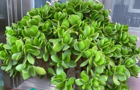 玉树怎么养才能开花多?掌握这些技巧轻松实现! 玉树怎么养才能开花多?掌握这些技巧轻松实现!