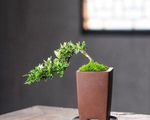 《以六月雪盆景寓意》（清新净化心灵的自然奇迹）