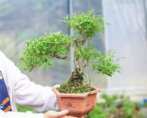 《以六月雪盆景寓意》（清新净化心灵的自然奇迹）