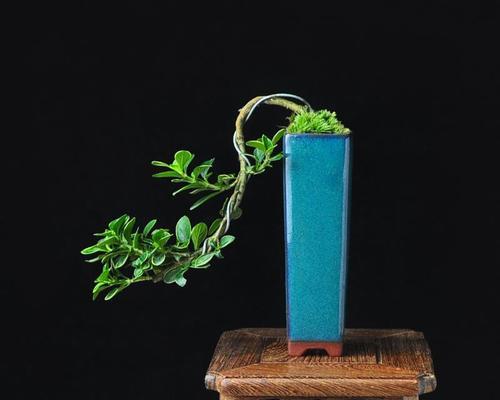 《以六月雪盆景寓意》（清新净化心灵的自然奇迹）