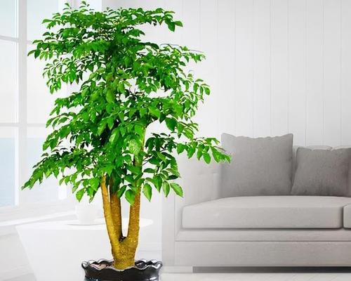 富贵树开花吗？花的形态特征是什么？