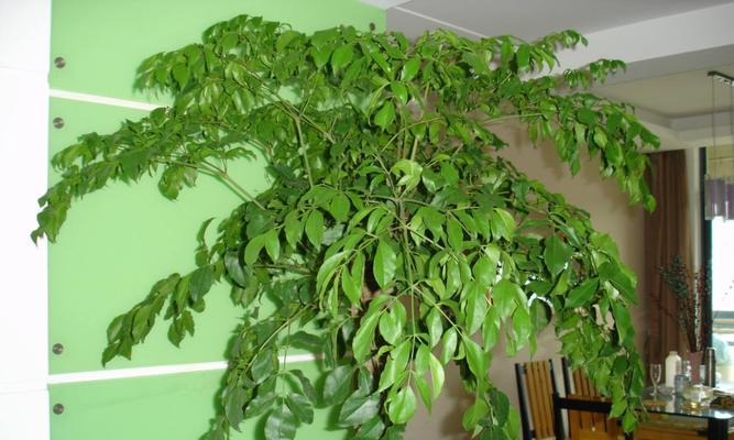 富贵树开花吗？花的形态特征是什么？