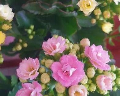 长寿花的寓意与意义(探索长寿花的丰富象征意义) 长寿花的寓意与意义(探索长寿花的丰富象征意义)