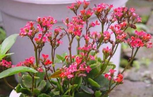 长寿花的寓意与意义(探索长寿花的丰富象征意义) 长寿花的寓意与意义(探索长寿花的丰富象征意义)