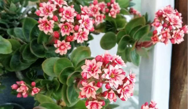 长寿花的寓意与意义(探索长寿花的丰富象征意义) 长寿花的寓意与意义(探索长寿花的丰富象征意义)