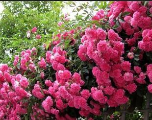 蔷薇花最佳种植时间是什么时候？如何确保成活率？