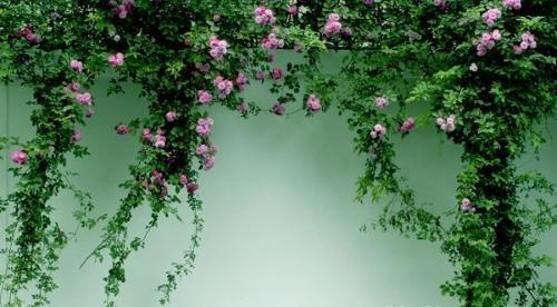 蔷薇花最佳种植时间是什么时候？如何确保成活率？