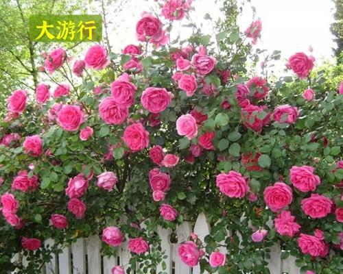 蔷薇花最佳种植时间是什么时候？如何确保成活率？