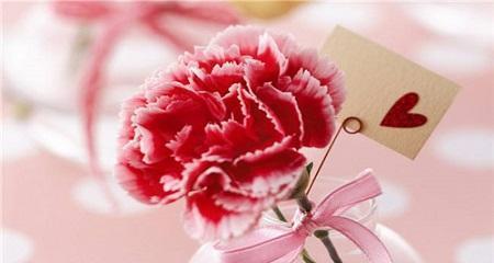 送给老师的康乃馨花语与寓意（康乃馨花语与寓意解读）