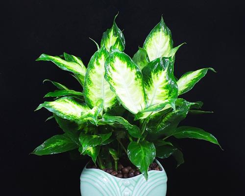 广东万年青室内养殖的利弊是什么？