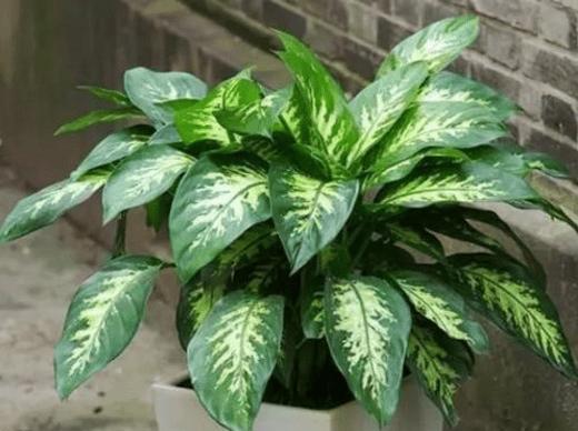 广东万年青室内养殖的利弊是什么？