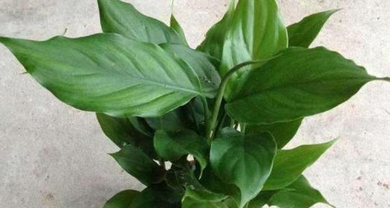 广东万年青室内养殖的利弊是什么？