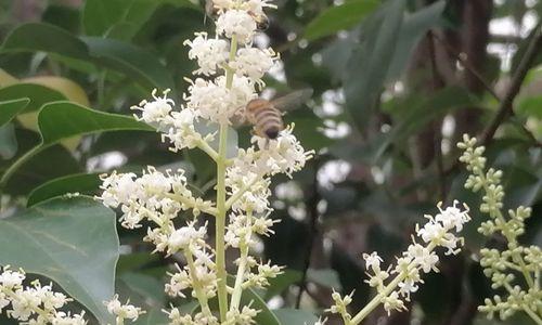 女贞花的花语与美丽传说（探秘女贞花的象征与传承）