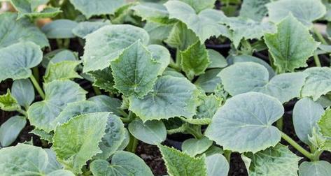 白菜是什么植物?白菜的种类和特点有哪些? 白菜是什么植物?白菜的种类和特点有哪些?