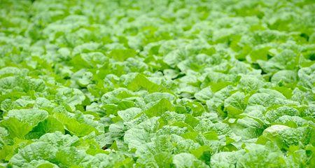 白菜是什么植物?白菜的种类和特点有哪些? 白菜是什么植物?白菜的种类和特点有哪些?