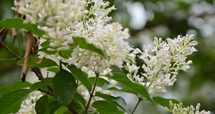 女贞花的花语与美丽传说（探秘女贞花的象征与传承）