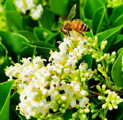女贞花的花语与美丽传说（探秘女贞花的象征与传承）