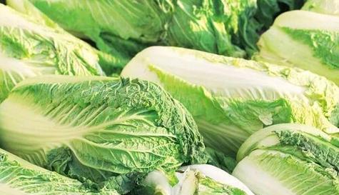 白菜是什么植物?白菜的种类和特点有哪些? 白菜是什么植物?白菜的种类和特点有哪些?