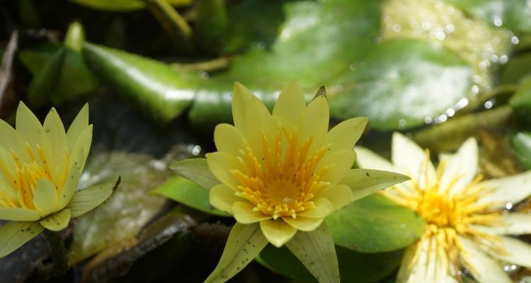 黄色睡莲的花语和寓意（探索黄色睡莲花海中的美丽与深意）