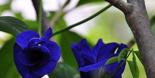 蝶豆花属于哪种植物？它的花语和用途是什么？