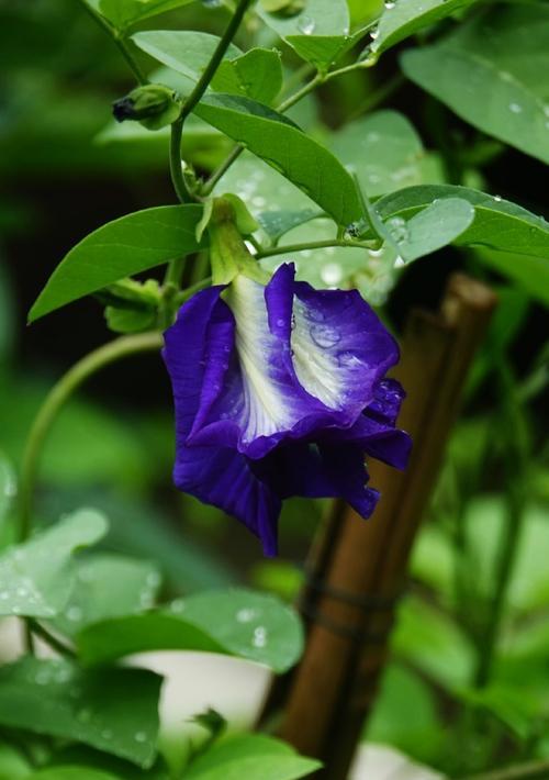 蝶豆花属于哪种植物？它的花语和用途是什么？