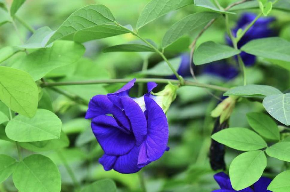 蝶豆花属于哪种植物？它的花语和用途是什么？