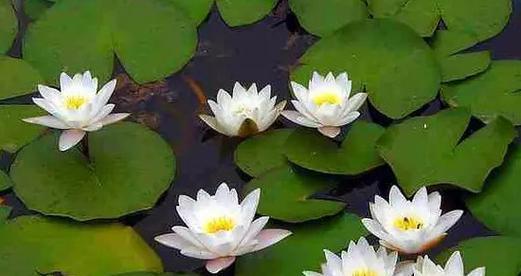 黄色睡莲的花语和寓意（探索黄色睡莲花海中的美丽与深意）
