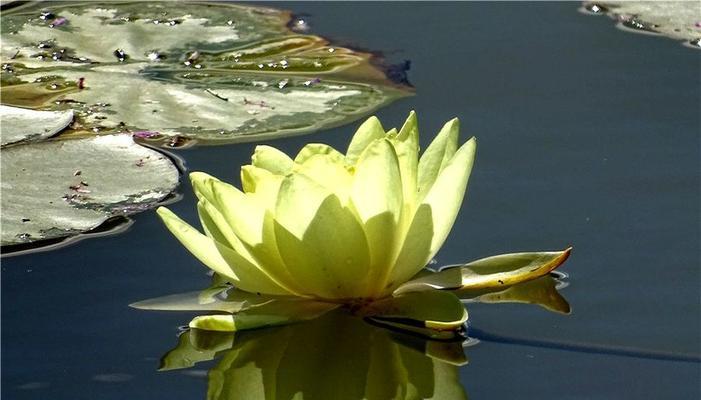 黄色睡莲的花语和寓意（探索黄色睡莲花海中的美丽与深意）