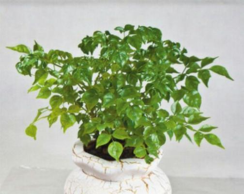 幸福树喜肥吗?喜欢施什么肥料? 幸福树喜肥吗?喜欢施什么肥料?