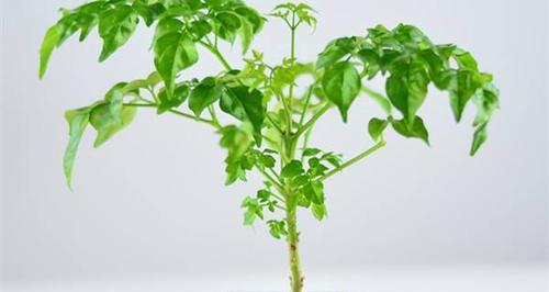 幸福树喜肥吗?喜欢施什么肥料? 幸福树喜肥吗?喜欢施什么肥料?