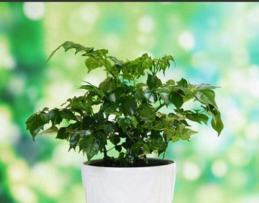 幸福树喜肥吗?喜欢施什么肥料? 幸福树喜肥吗?喜欢施什么肥料?