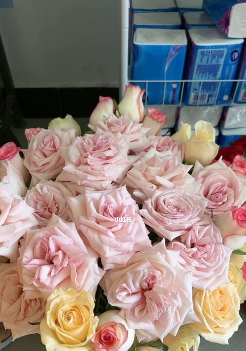 红玫瑰与粉玫瑰的寓意与象征（玫瑰花的美丽与爱情永恒）