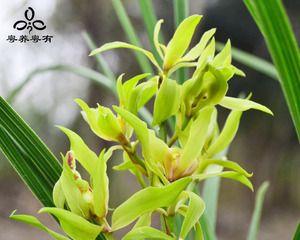 惠兰开花时间是什么时候？一年能开几季花？