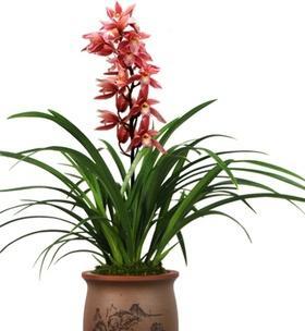 惠兰开花时间是什么时候？一年能开几季花？