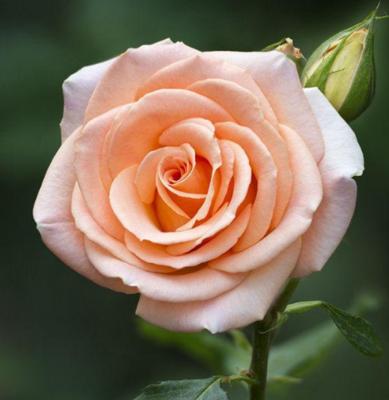 以康乃馨花语为主题的生日快乐祝福（用康乃馨表达真挚祝福的花语秘籍）