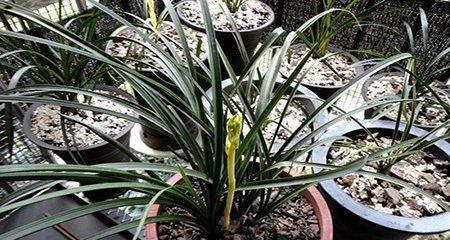 惠兰开花时间是什么时候？一年能开几季花？