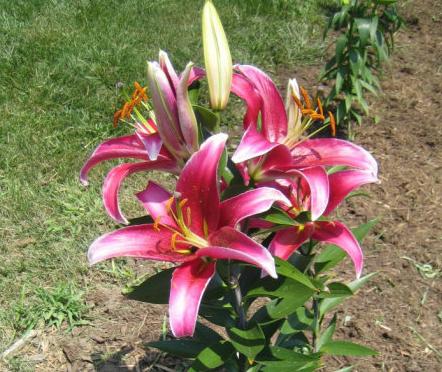 以康乃馨花语为主题的生日快乐祝福（用康乃馨表达真挚祝福的花语秘籍）